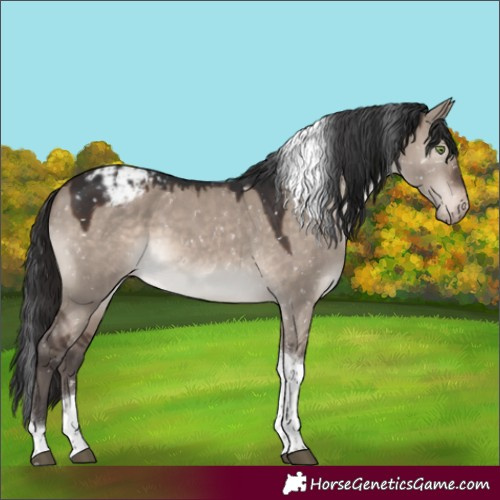 Horse Color:Brown Dun Mushroom Tobiano Appaloosa 