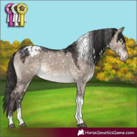 Horse Color:Brown Dun Mushroom Tobiano Appaloosa
