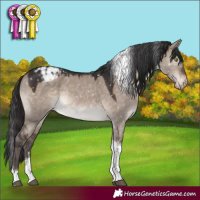 Horse Color:Brown Dun Mushroom Tobiano Appaloosa 