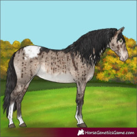 Horse Color:Brown Dun Mushroom Tobiano Appaloosa Brindle 
