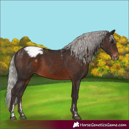 Horse Color:Powder White Silver Brown Mushroom Appaloosa 