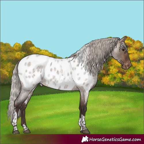Horse Color:Silver Brown Roan Dun Tobiano Appaloosa 