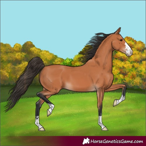 Horse Color:Bay 
