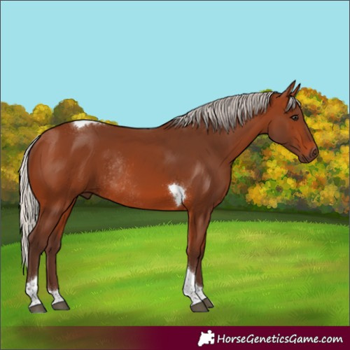Horse Color:Silver Brown Tobiano Rabicano