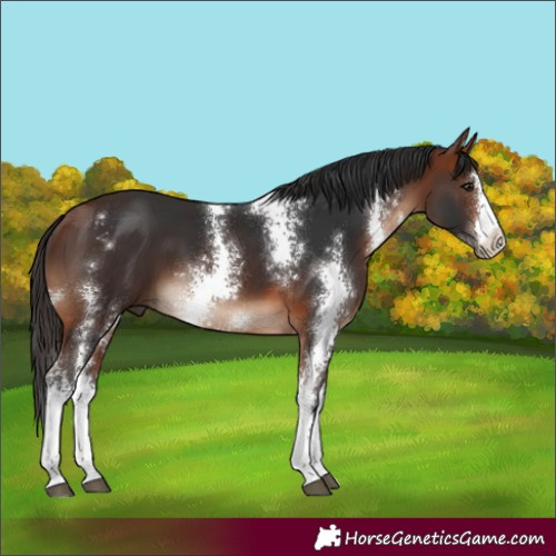 Horse Color:Bay Sabino