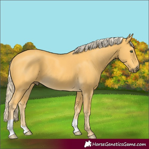 Horse Color:Palomino 