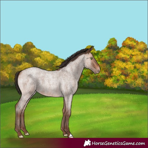 Horse Color:Amber Champagne Roan