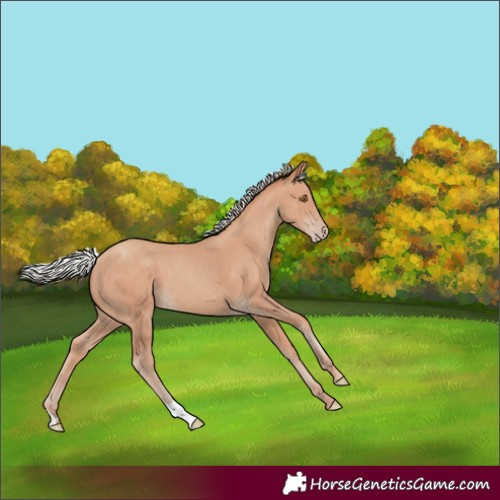 Horse Color:Silver Classic Champagne 