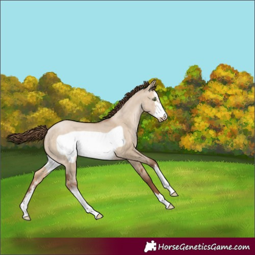Horse Color:Brown Pearl Dun Sabino Frame 
