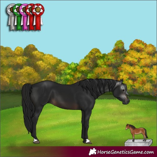 Horse Color:Gray Brown 