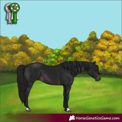 Horse Color:Gray Brown 