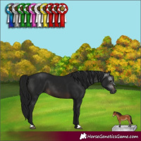 Horse Color:Gray Brown 