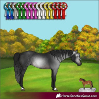 Horse Color:Gray Brown