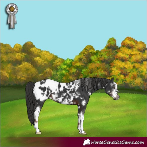 Horse Color:Gray White Spotted Liver Chestnut Sabino Appaloosa 