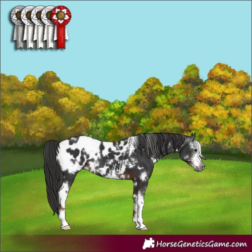 Horse Color:Gray White Spotted Liver Chestnut Sabino Appaloosa 