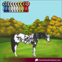Horse Color:Gray White Spotted Liver Chestnut Sabino Appaloosa 