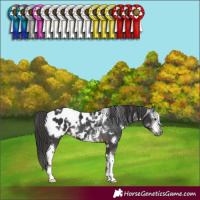 Horse Color:Gray White Spotted Liver Chestnut Sabino Appaloosa