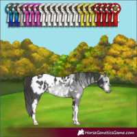 Horse Color:Gray White Spotted Liver Chestnut Sabino Appaloosa