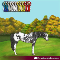 Horse Color:Gray White Spotted Liver Chestnut Sabino Appaloosa 