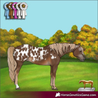 Horse Color:Gray Chocolate Palomino Blanket