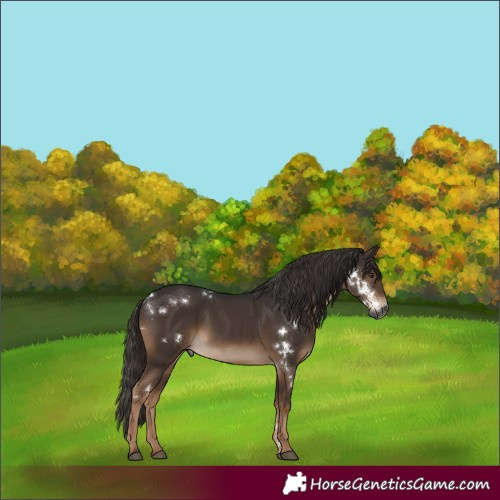 Horse Color:Gray White Spotted Liver Chestnut 