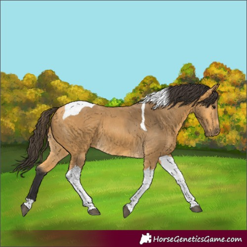 Horse Color:Buckskin Tobiano