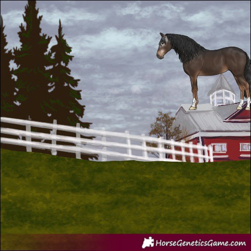 Horse Color:Gray Liver Chestnut 