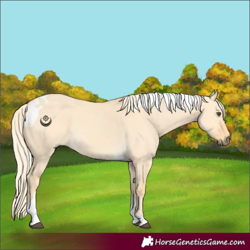 Horse Color:Palomino Dun Tobiano 