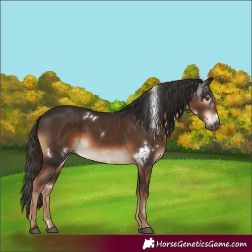 Horse Color:Gray White Spotted Liver Chestnut Rabicano 