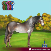 Horse Color:Gray White Spotted Liver Chestnut Rabicano