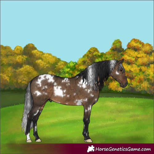 Horse Color:Gray White Spotted Brown Dun Brindle 