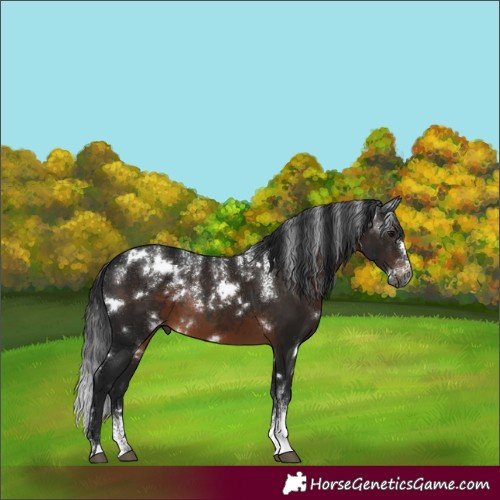 Horse Color:Powder White Gray White Spotted Brown 