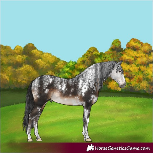 Horse Color:Powder White Gray White Spotted Brown Rabicano 