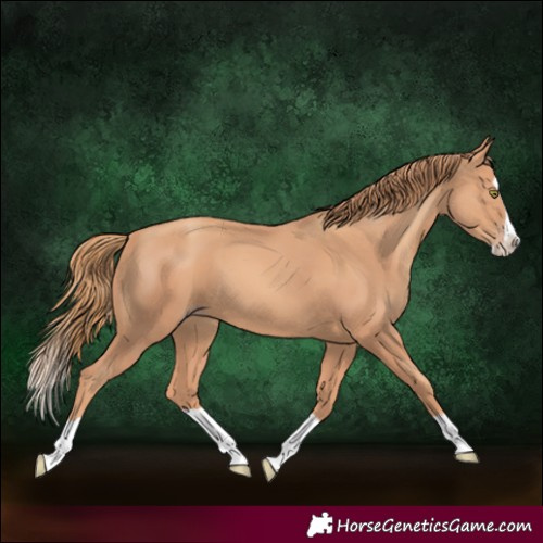 Horse Color:Gold Champagne Splash