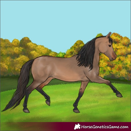Horse Color:Bay Dun 