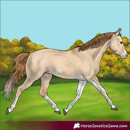 Horse Color:Red Dun Splash Tobiano 