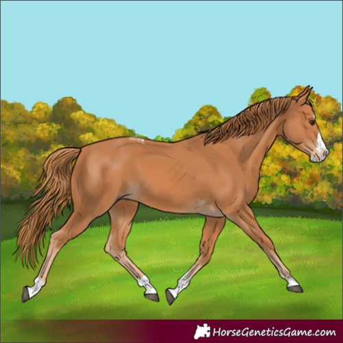 Horse Color:Chestnut Splash Tobiano 