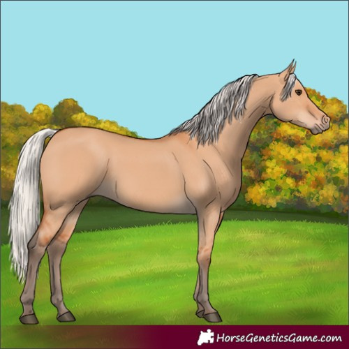 Horse Color:Silver Bay Dun 