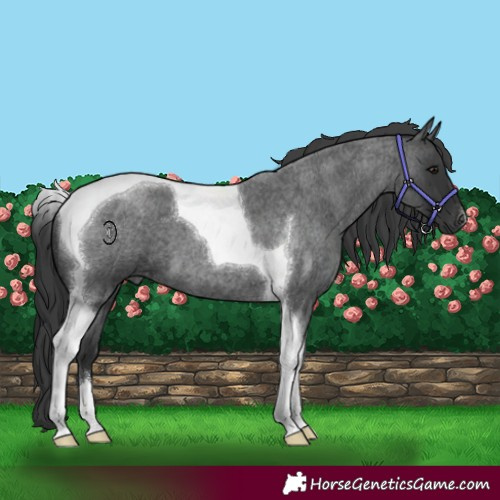 Horse Color:Blue Roan Tobiano 