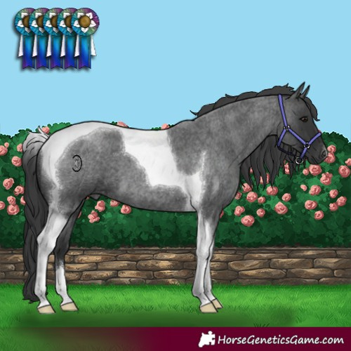 Horse Color:Blue Roan Tobiano