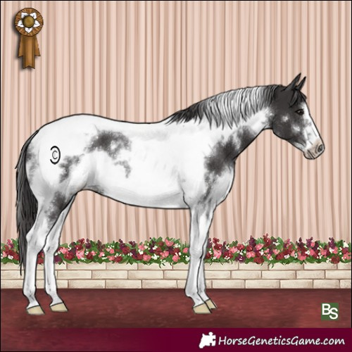 Horse Color:White Spotted Smoky Black Tobiano Frame 