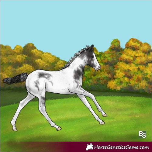 Horse Color:White Spotted Smoky Black Tobiano Frame 