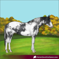 Horse Color:White Spotted Black Tobiano Frame