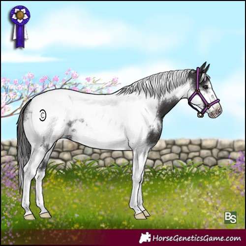 Horse Color:White Spotted Smoky Black Tobiano Frame