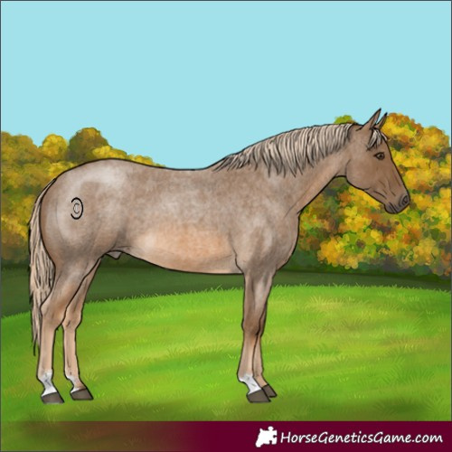 Horse Color:Chocolate Palomino Roan 