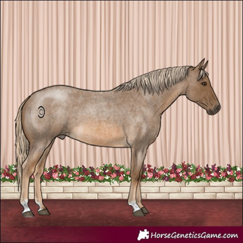Horse Color:Chocolate Palomino Roan 