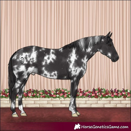 Horse Color:White Spotted Smoky Black 