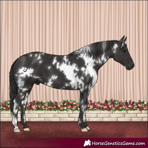 Horse Color:White Spotted Smoky Black 