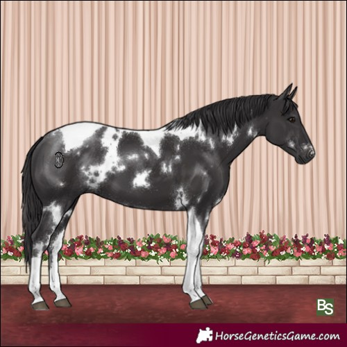 Horse Color:White Spotted Smoky Black Tobiano 