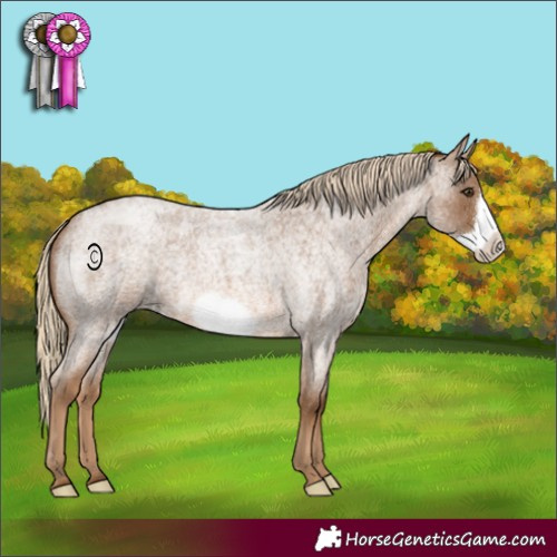 Horse Color:Chocolate Palomino Roan Frame